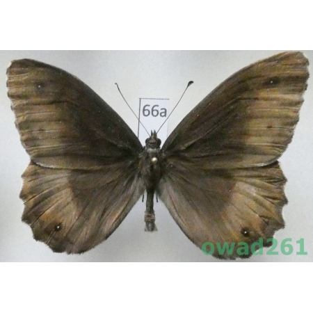 Hipparchia fagi (Scopoli, 1763) male Czech66a